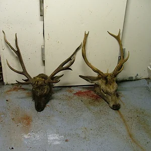 deer_shooting_043