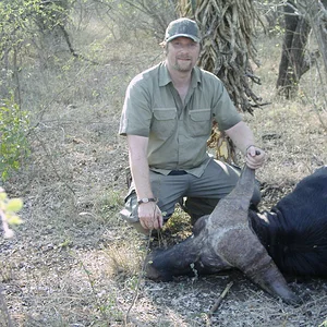 Buff Cow