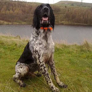 Zak