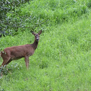 another Roe in Cumbria