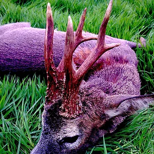 Heavy old Buck.