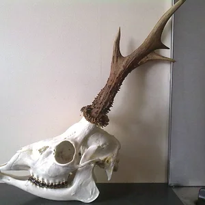 roe head