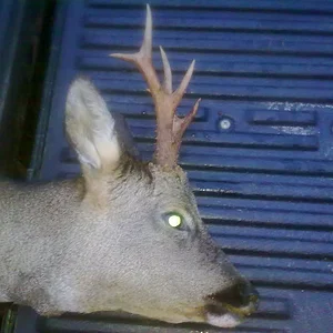 roe head