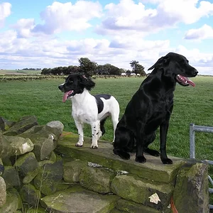 my dogs
