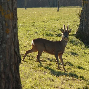 Roe Buck (Wiltshire)