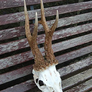 Big Fife buck. 133.38 cic