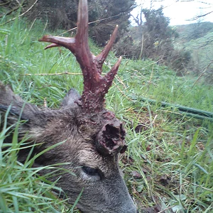 Fife buck.