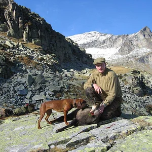 Male Chamois