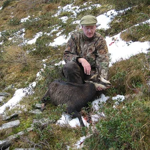 Female Chamois