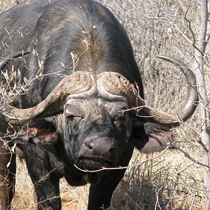 Angry cow