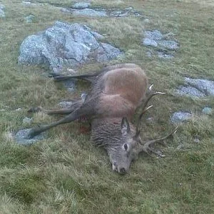 Harris Stag