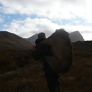Humping Stag