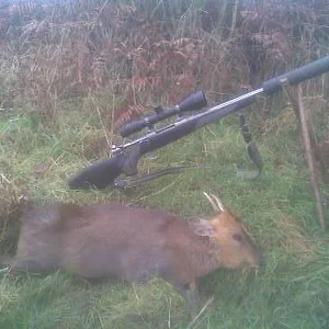 A nice little munty.