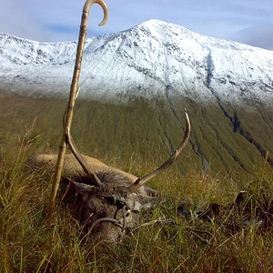 A Corrie Reidh stag