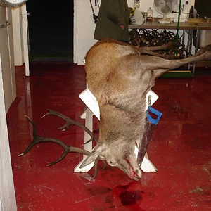 22 stone hill stag