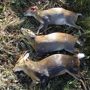 Northamptonshire Munties