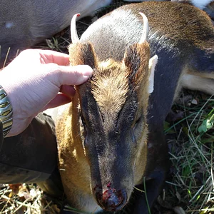 First buck