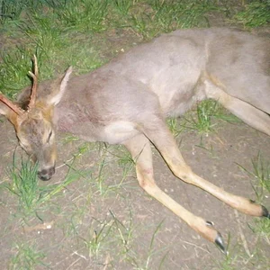 hunting_016_Custom_