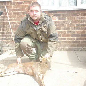 muntjac 1
