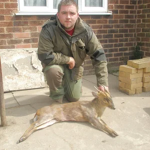 muntjac 2
