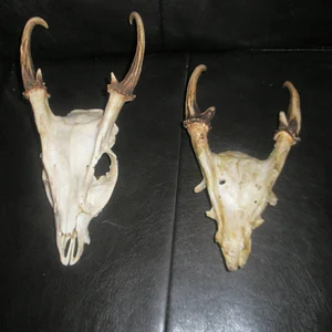 2 gold medal muntjac bucks