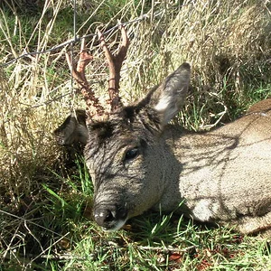 Roe_Buck_09