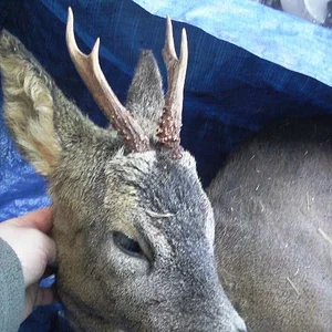 roe_buck_08