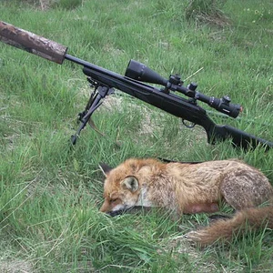fox_21