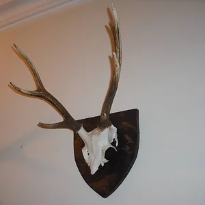 Inverness-shire Sika head