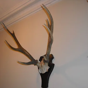 A fine Dorset Sika Head