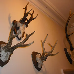 L-R Wilts Roe, Lancs Roe (V Old), Wilts Roe (Bronze)