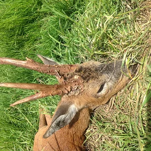 image146