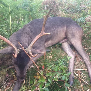 Fallow Buck