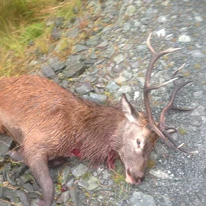 Called in to 25 yards.17/10/13