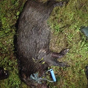 Dumfries boar. 19/10/13