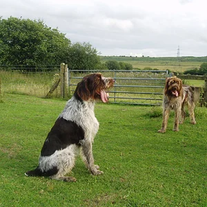 Two of my GWP's