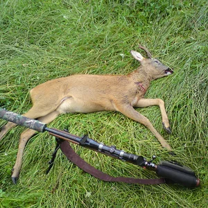Drymen Buck
