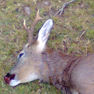 Balfron Buck
