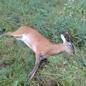 Another Balfron Buck