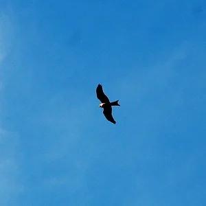 Red Kite Isle of Wight