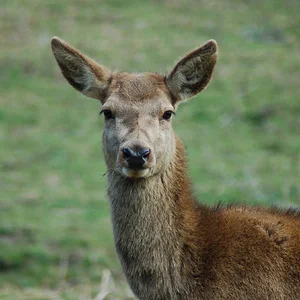 Red Hind 15.3.2014