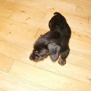my new stalking companion