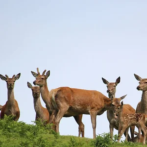 Red deer Hinds, yearlings and calf