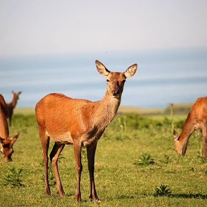Red deer yearlings on the Isle of Wight