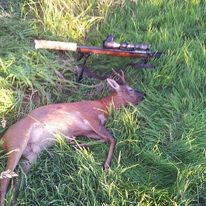 calm before the rut