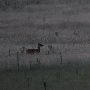 Wild red deer hind Isle of Wight