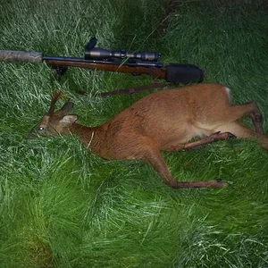 early morn buck