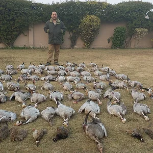 Barheaded Geese, Grey/Black Francolin 2014 Pakistan.