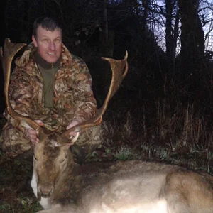 First new Forest Fallow Buck