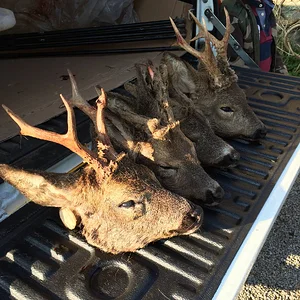 Somerset Roe bucks